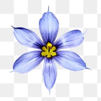 PNG blue-eyed grass flower clipart, transparent background