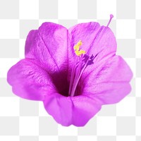 Purple flower png, Colorado four o'clock clipart, transparent background