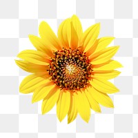 Sunflower png, flower clipart, transparent background