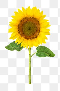 Sunflower png, flower sticker, transparent background