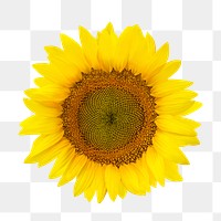 Yellow flower png, sunflower clipart, transparent background