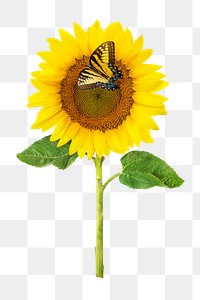 Sunflower png, yellow flower sticker, transparent background