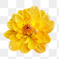 PNG yellow dahlia, flower collage element, transparent background