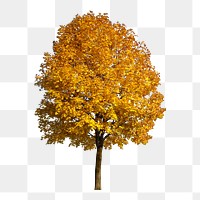 Autumn tree png sticker, nature collage element on transparent background