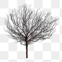 Dead tree png sticker, collage element on transparent background