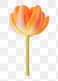 Orange tulip png, flower sticker, transparent background