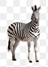 Zebra animal png clipart, wildlife collage element on transparent background