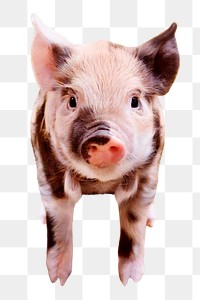 Piglet png clipart, farm animal, transparent background