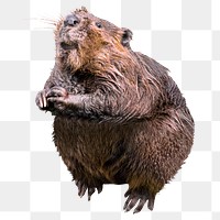 Beaver png clipart, wildlife, transparent background