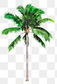 Palm tree png sticker, watercolor illustration on transparent background