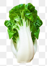 Bokchoi png clipart, organic Chinese vegetable