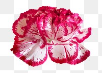 Flower png, two-tone carnation clipart, transparent background