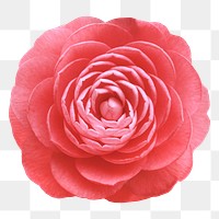 Red camellia png, flower collage element, transparent background