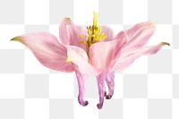 Pink flower png, columbine flower clipart, transparent background