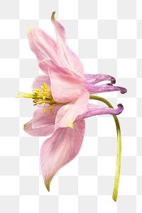 Png pink columbine flower clipart, transparent background