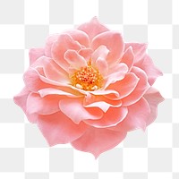 Pink flower png, damask rose clipart, transparent background