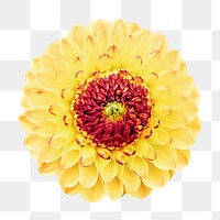 Yellow flower png, dahlia clipart, transparent background