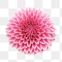 PNG pink ball chrysanthemum, flower clipart, transparent background