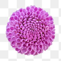 Purple flower png, dahlia collage element, transparent background