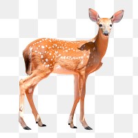 Deer png clipart, wildlife, transparent background