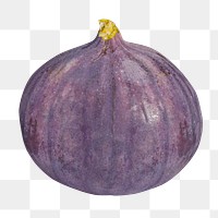 Fig png clipart, organic fruit on transparent background