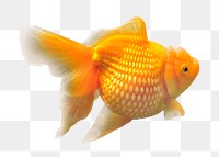 Gold fish png clipart, transparent background