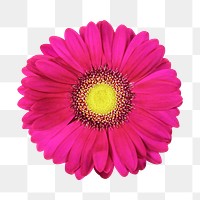 Pink flower png, gerbera daisy clipart, transparent background