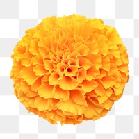 Marigold png, flower sticker, transparent background