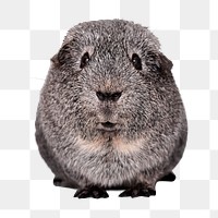 Guinea pig png clipart, transparent background