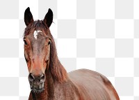 Horse png clipart, pet, transparent background