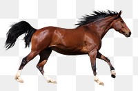 Running horse png clipart, pet, transparent background