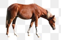 Brown horse png clipart, pet, transparent background