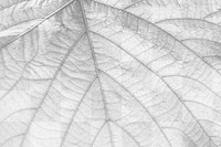 Leaf png overlay texture, abstract design on transparent background