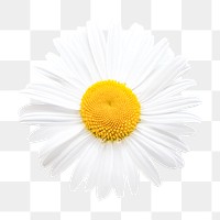 White daisy png, flower clipart, transparent background