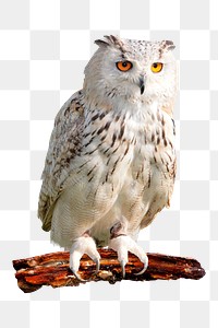 Owl png clipart, bird, transparent background