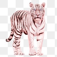 Pink tiger png collage element, feminism aesthetic on transparent background