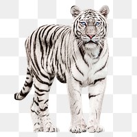 White tiger png clipart, wildlife animal graphic on transparent background