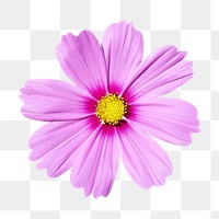 PNG pink flower, cosmos clipart, transparent background