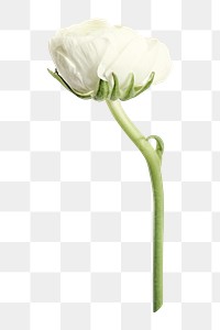 White ranunculus png, flower clipart, transparent background