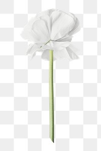 PNG white ranunculus, flower sticker, transparent background