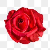 PNG red rose, valentine's flower clipart, transparent background