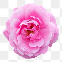 Flower png, pink garden rose clipart, transparent background