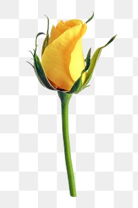 Flower png, yellow rose collage element, transparent background