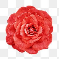 PNG red peony, flower clipart, transparent background