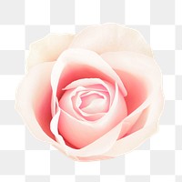 White rose png, flower collage element, transparent background