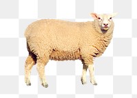 Sheep png clipart, farm animal, transparent background