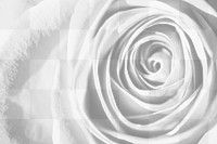 Rose png overlay texture, abstract design on transparent background