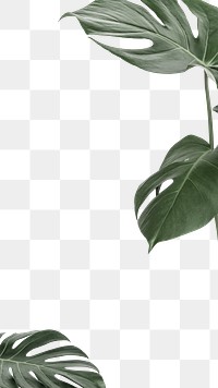 Leaf png border frame, Monstera, transparent background