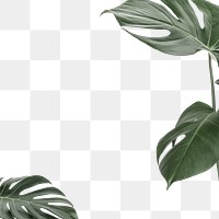 Leaf png border frame, Monstera, transparent background