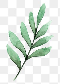 Eucalyptus leaf png sticker, watercolor botanical illustration on transparent background
